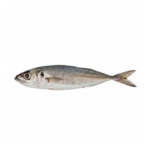 Carapau Médio Fresco