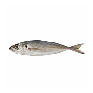Carapau Médio Fresco Nossa Peixaria