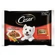 Comida húmida para cão cesar