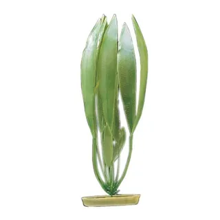 Planta 20CM Amazon Sword