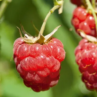 FRAMBOESA