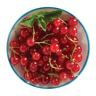 Groselha 125 G Porsi - Programa Origens