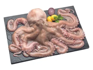 Polvo congelado (4 a 5 kg)