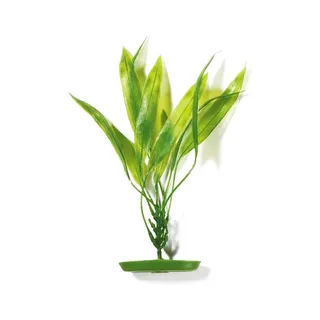 Planta 12,5CM Amazon Sword