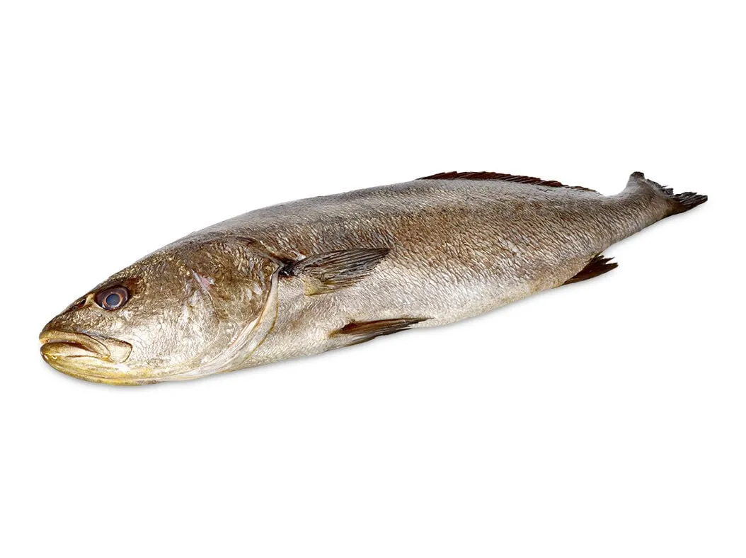 Corvina kg