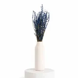 Lavanda